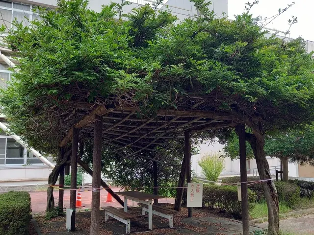 [庭師歴16年]　写真見積り可！自衛隊施設学校など施工経験ありの安心実績！サービスの画像