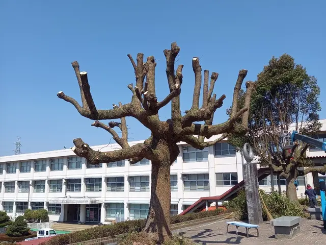 [庭師歴16年]　写真見積り可！自衛隊施設学校など施工経験ありの安心実績！サービスの画像