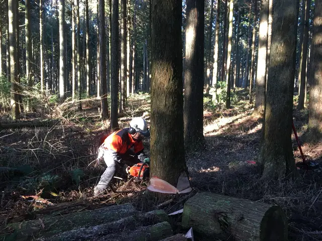 【11月出店】林業経験10年の職人☆高所作業可能！サービスの画像