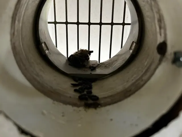 コウモリ駆除清掃コンシェルジュ　駆除清掃はお任せください♪福岡県古賀市からお伺いサービスの画像