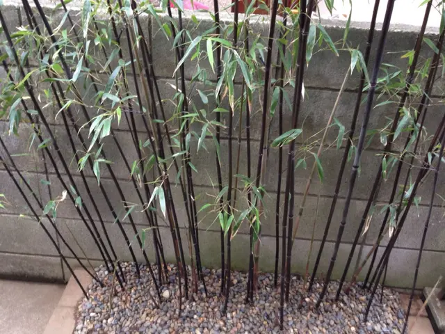 ◇庭木の伐採・抜根◇職人が作業終了まで丁寧に対応します！サービスの画像