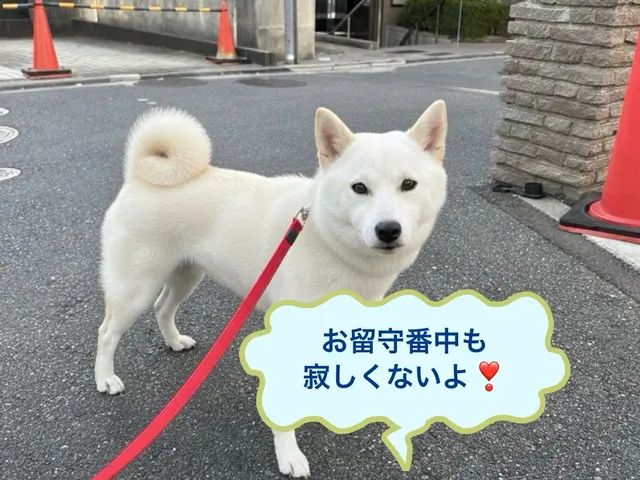 ペットシッター専門店で経験を積んだプロが対応！女性スタッフ 60分4800円サービスの画像