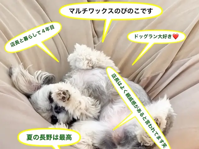 ペットシッター専門店で経験を積んだプロが対応！女性スタッフ 60分4800円サービスの画像