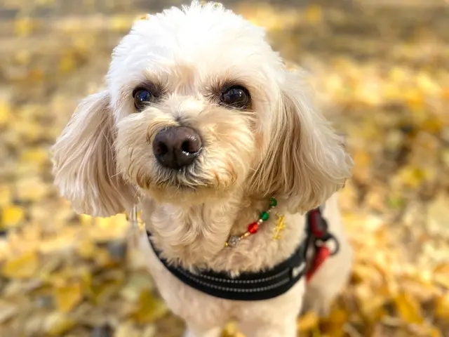 新規出店　ペットシッター歴7年以上のシッター対応も価格も安心の 60分4800円サービスの画像