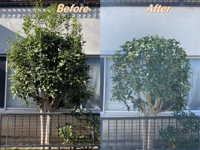 【リピート割】いよいよ剪定のシーズン！年末に向けてお庭を綺麗にしましょう！サービスの画像