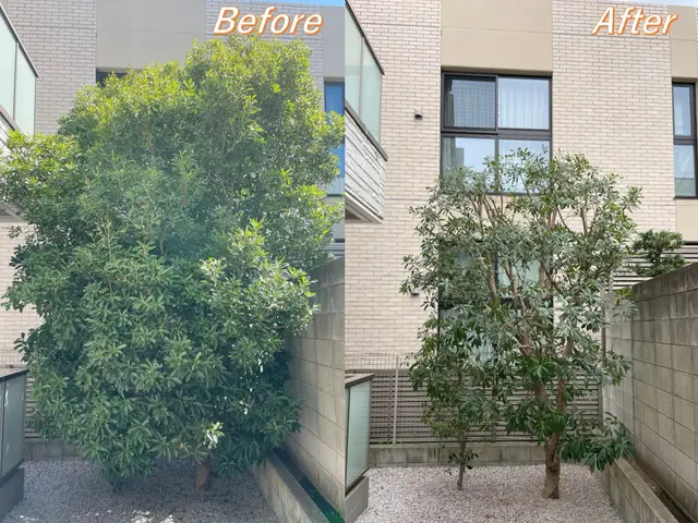 【リピート割】いよいよ剪定のシーズン！年末に向けてお庭を綺麗にしましょう！サービスの画像