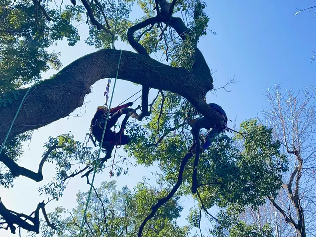 【リピート割】いよいよ剪定のシーズン！年末に向けてお庭を綺麗にしましょう！サービスの画像