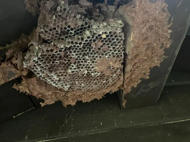 蜂の巣駆除サービスの画像