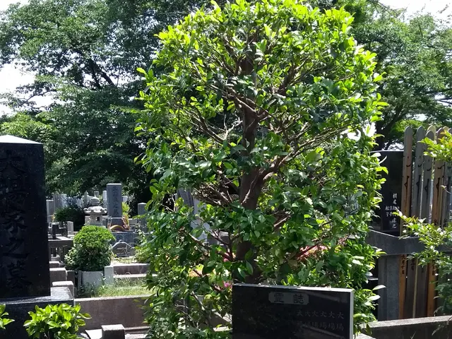 女性の庭師が心を込めて作業いたします。7年間の墓石清掃経験ありサービスの画像