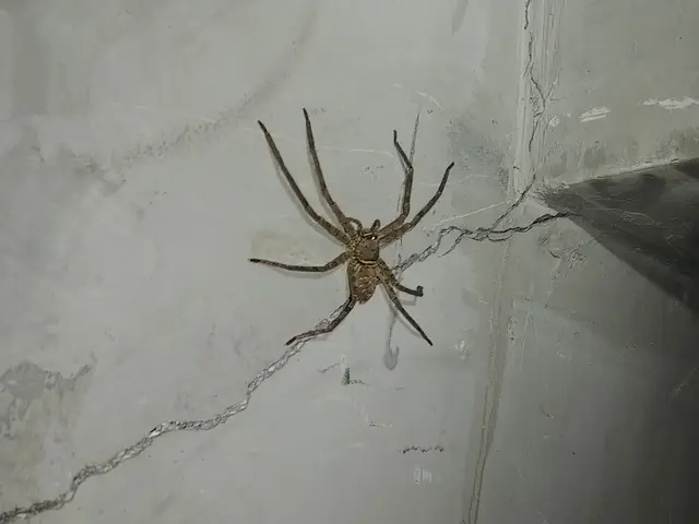 【業歴30年以上の経験と実績】　　　ころさない害虫防除はお任せください。サービスの画像