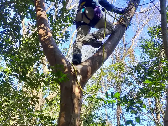 高木・狭い場所でも伐採します！【まとめて大幅割】6月中までのご予約受付中サービスの画像
