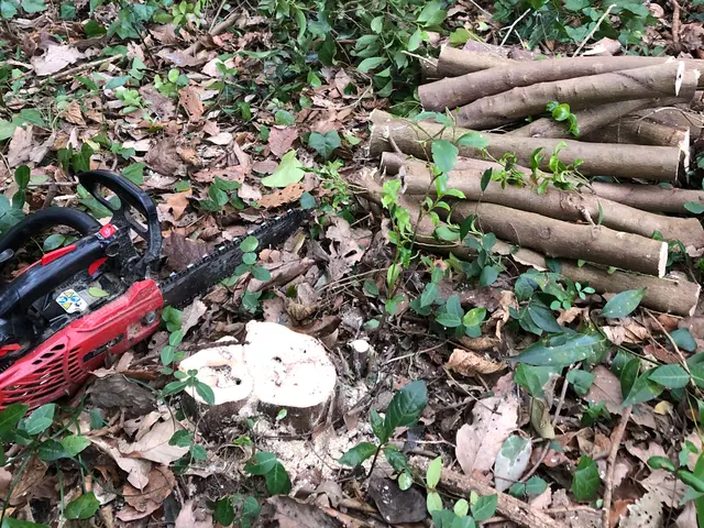 高木・狭い場所でも伐採します！【まとめて大幅割】6月中までのご予約受付中サービスの画像