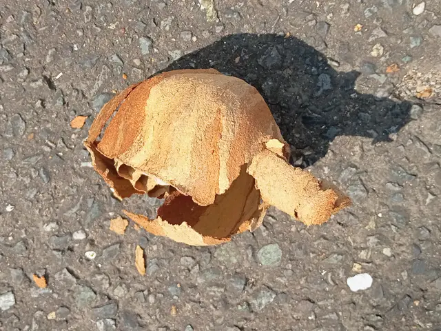 ズズメバチ、アシナガバチの駆除すぐ行きます。サービスの画像