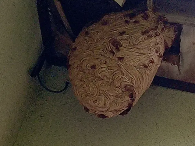 ズズメバチ、アシナガバチの駆除すぐ行きます。サービスの画像