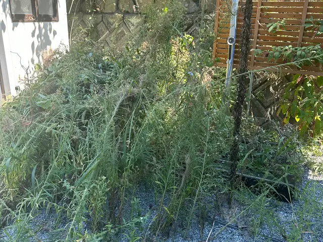 10.11月キャンペーン中！年中無休！即日対応可！返信速度◎草刈りお任せくださいサービスの画像