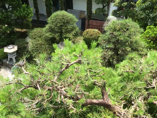 【業界歴26年】外注一切無し！心を込めて庭木のお手入れを致します。サービスの画像