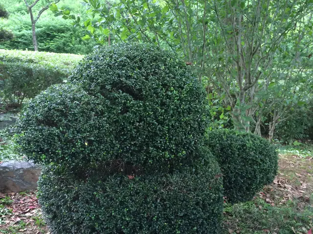 【業界歴26年】外注一切無し！心を込めて庭木のお手入れを致します。サービスの画像