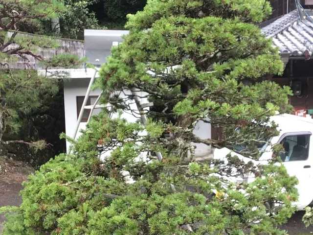 【業界歴26年】外注一切無し！心を込めて庭木のお手入れを致します。サービスの画像