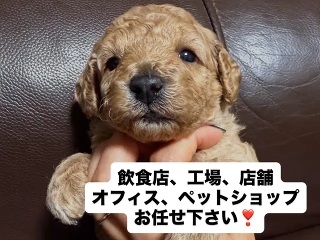 【10月末迄のご予約で消臭コート無料】11月12月の作業のご予約も今がチャンスサービスの画像