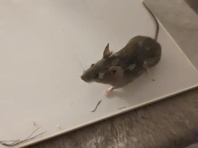 【即日対応可能】人にもペットにも優しく解決いたします！まずはご相談ください！サービスの画像