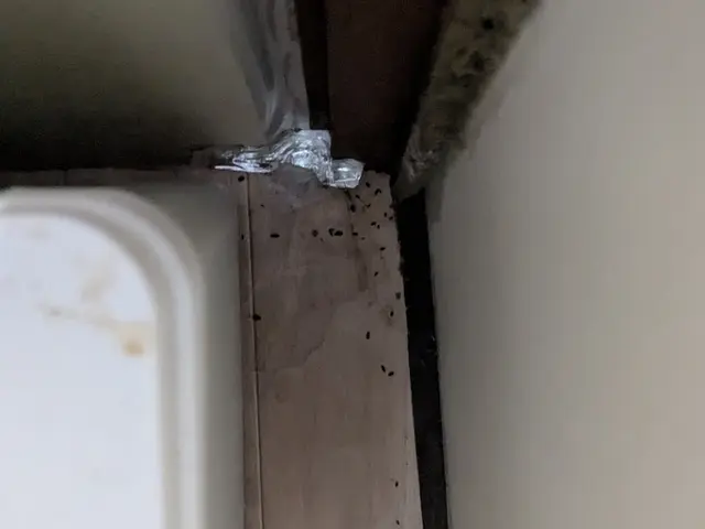 【即日対応可能】人にもペットにも優しく解決いたします！まずはご相談ください！サービスの画像