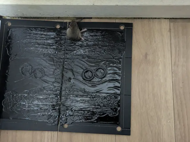 【即日対応可能】人にもペットにも優しく解決いたします！まずはご相談ください！サービスの画像