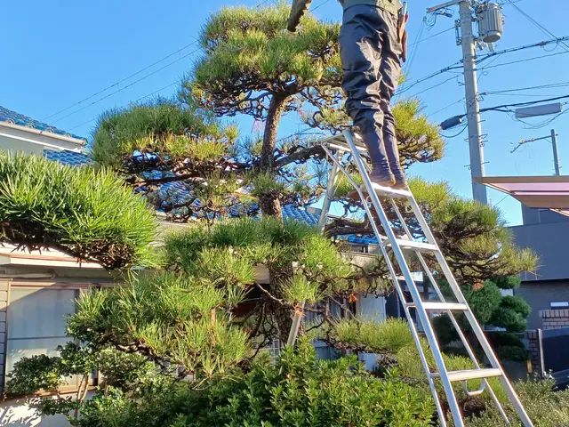 地域密着で営業時間外対応可能！自社スタッフによる安心の庭木ケアサービスサービスの画像