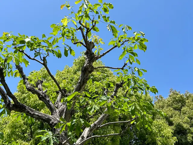 【40年以上の実績】丁寧な仕事で庭を美しく蘇らせますサービスの画像
