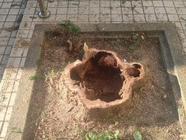 【植木屋歴10年】庭園管理士、造園技能士資格保有！すべて自社対応！サービスの画像