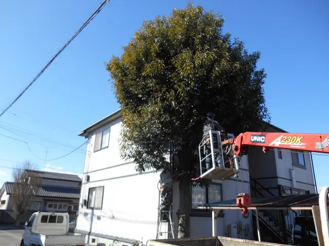 [滋賀☆京都] 安く伐採したい！スッキリしたい！[草刈や剪定と]組み合せ可能サービスの画像