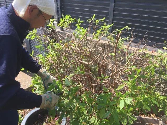 植木に合わせた手入れと花付きを考えて剪定します。鋏の切れ味抜群です！サービスの画像