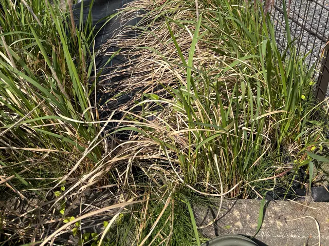 ☆雑草が気になる☆雑草で外の見た目が悪いそんな困り事を私が丁寧にお掃除致しますサービスの画像