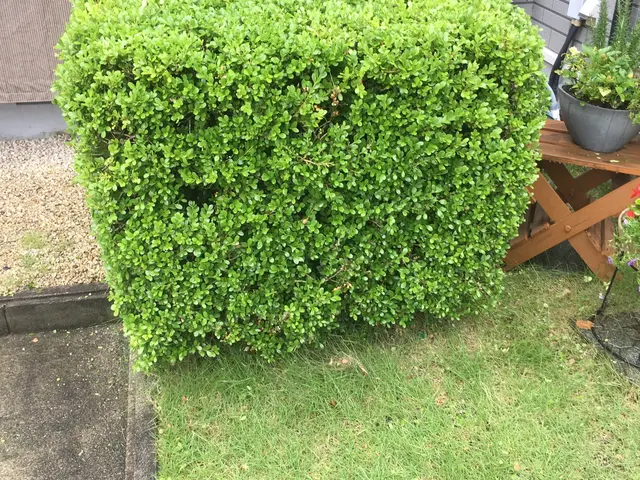 8年間で500件以上の実績！丁寧な作業と女性スタッフ同行で安心のお庭ケアサービスの画像