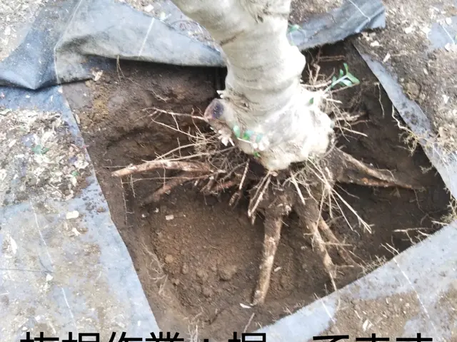 三鷹|武蔵野|小金井|小平|西東京|杉並|世田谷|練馬などで伐採・抜根しますサービスの画像