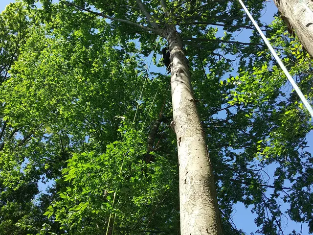 三鷹|武蔵野|小金井|小平|西東京|杉並|世田谷|練馬などで伐採・抜根しますサービスの画像