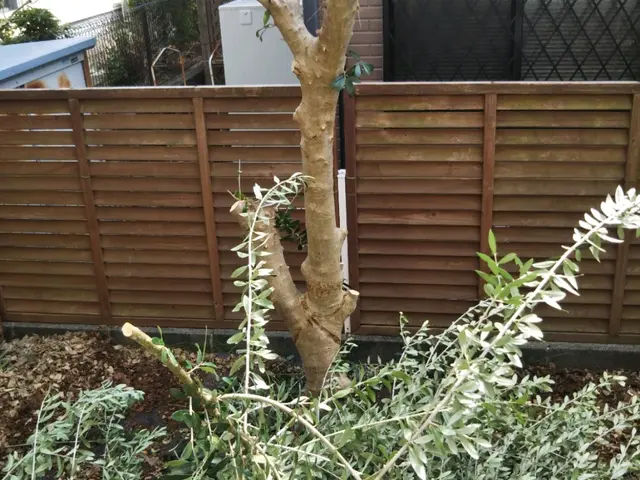 三鷹|武蔵野|小金井|小平|西東京|杉並|世田谷|練馬などで伐採・抜根しますサービスの画像