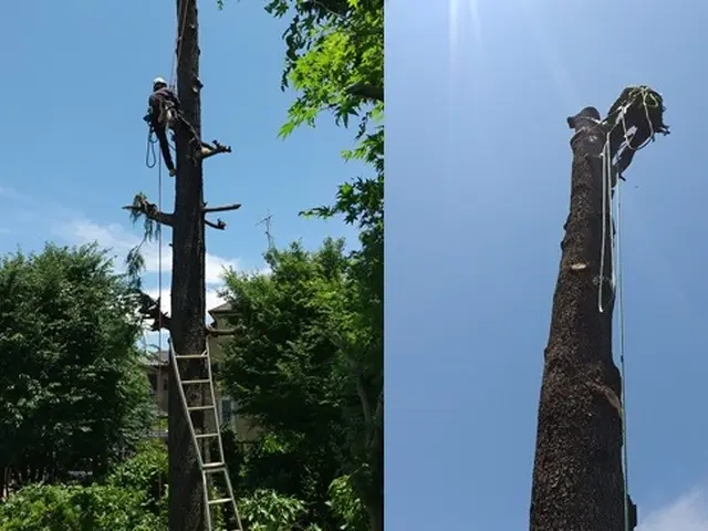 三鷹|武蔵野|小金井|小平|西東京|杉並|世田谷|練馬などで伐採・抜根しますサービスの画像