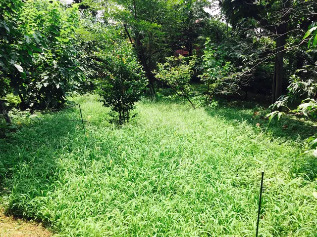 いつもありがとうございます！草刈り・除草のご依頼を喜んで賜ります！サービスの画像