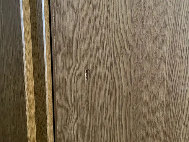 室内ドアのキズ・穴、キレイに直します！経験と知識を活かして迅速丁寧な作業！サービスの画像