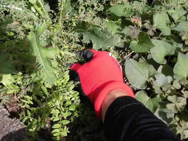 ★★11月中に除草作業をお申し込み頂ければ除草剤無料散布いたします★★サービスの画像