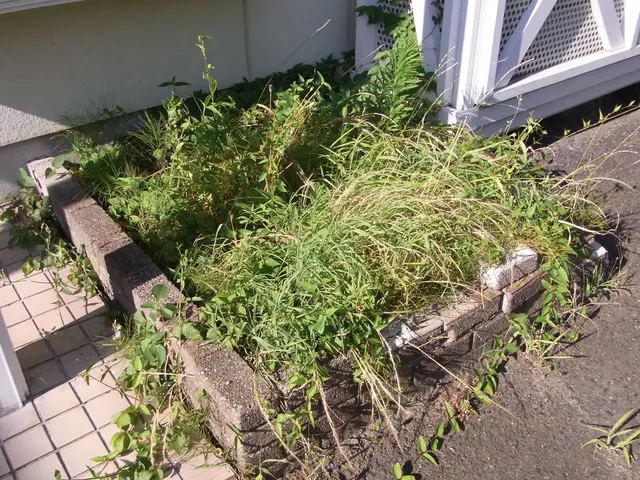 ★★11月中に除草作業をお申し込み頂ければ除草剤無料散布いたします★★サービスの画像