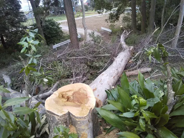 伐採おまかせ下さい！サービスの画像