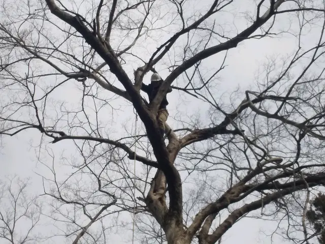 伐採おまかせ下さい！サービスの画像