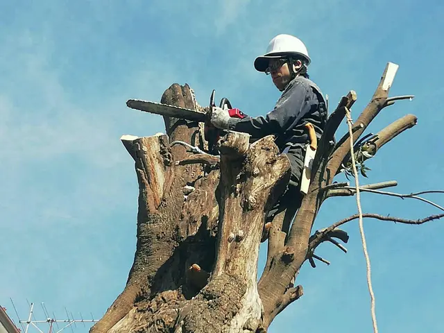 伐採おまかせ下さい！サービスの画像