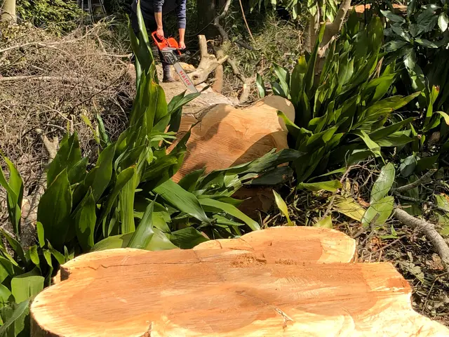 伐採おまかせ下さい！サービスの画像