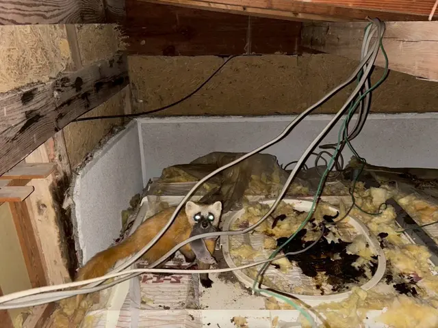 【中型害獣駆除の匠】駆除後も安心のサポートあり◎職人がお伺いします。サービスの画像