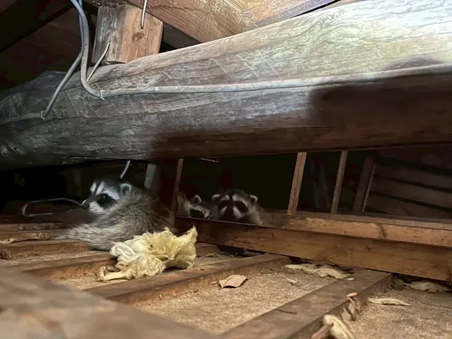 【中型害獣駆除の匠】駆除後も安心のサポートあり◎職人がお伺いします。サービスの画像