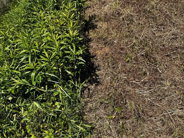 インボイス対応　すぐに行きます！駐車場　空き家管理におすすめ除草剤を使った草取サービスの画像