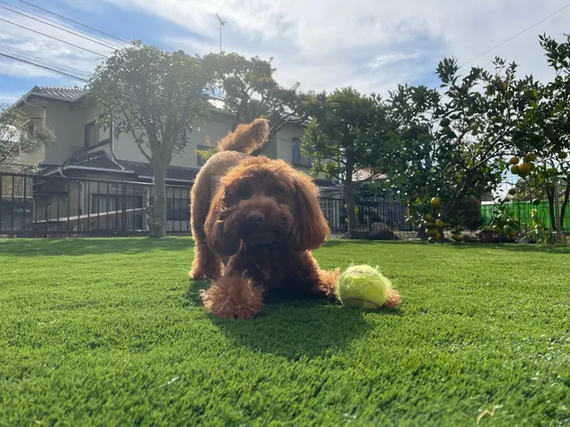 つい寝転びたくなる人工芝♪一年中緑でふっかふか☆小さなお子様からご年配の方まで☆サービスの画像