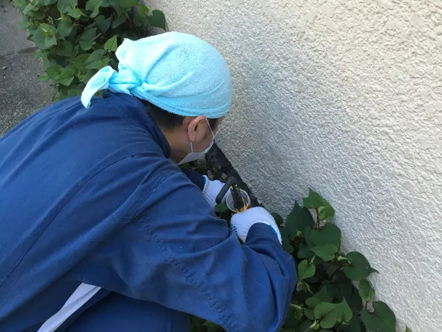 口コミ多数！ハクビシン駆除業者は費用も安価のホームスターへ【関東全域】サービスの画像